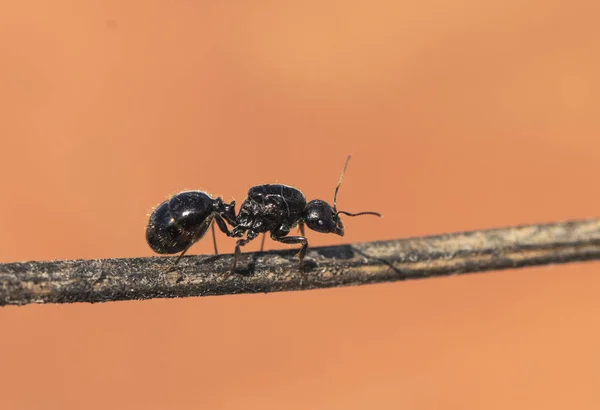 Winged ants usually emerge from the anthill after periods of rain followed by sunny days Camponotus species I think called alates swarmers or reproductives ants — Stock Photo, Image