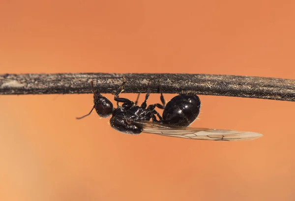 Winged ants usually emerge from the anthill after periods of rain followed by sunny days Camponotus species I think called alates swarmers or reproductives ants — Stock Photo, Image