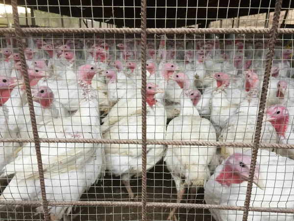 Weiße Truthähne auf einer Intensivfarm — Stockfoto