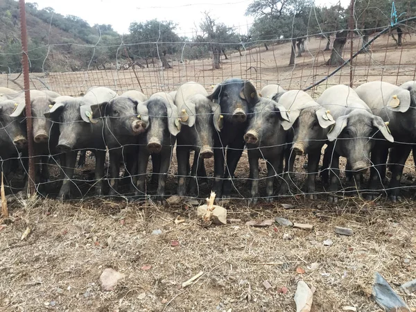 Suini neri di razza iberica suinetti nel campo in attesa del loro pasto quotidiano — Foto Stock