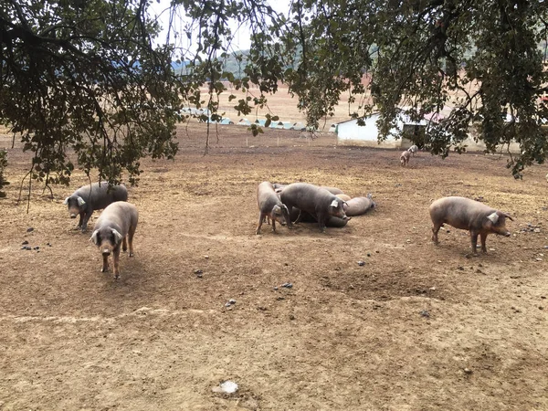 Suini neri di razza iberica si incrociano nel campo in attesa del loro pasto quotidiano in semi-libertà — Foto Stock