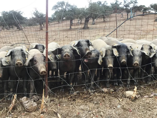 Schwarze Schweine iberischer Rasse auf dem Feld, die auf ihre tägliche Mahlzeit warten — Stockfoto