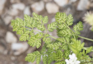 Orlaya daucoides düz meyve küçük bitki Umbelliferae ailesinde beyaz çiçekler ve yeşil meyveler Odaklanmamış yeşil arka planda kancalı çiviler
