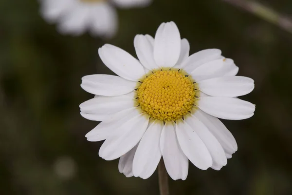 Chamaemelum Fuscastum Dusky Dog Fennel Daisy White Petals Yellow Center — ストック写真