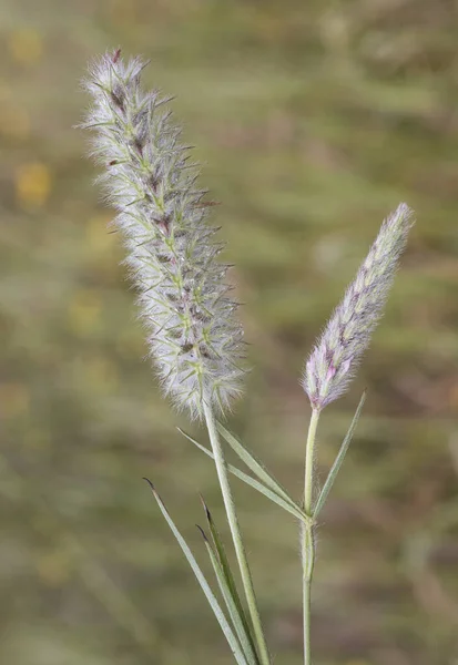 Trifolium Angustifolium Planta Trébol Carmesí Hoja Estrecha Con Racimos Tres — Foto de Stock