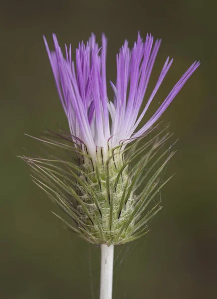 Galactites tomentosa the purple milk thistle shrubby prickly plant with purple and white starry looking flowers on unfocused green background light by flash