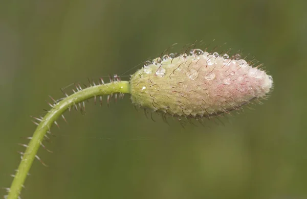 Papaver Rhoeas Yabani Gelincik Yoğun Kırmızı Renk Yeşil Dikenli Tomurcuklar — Stok fotoğraf