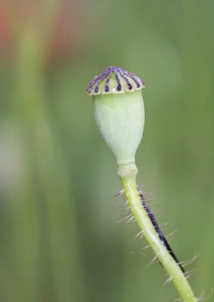 Papaver Rhoeas Yabani Gelincik Yoğun Kırmızı Renk Yeşil Dikenli Tomurcuklar — Stok fotoğraf