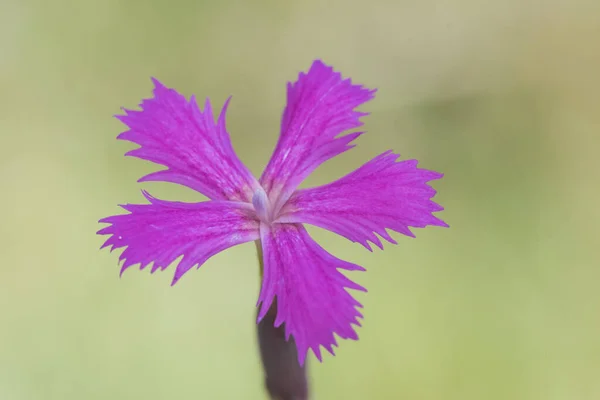 Dianthus Lusitanus Nejlika Vilda Växt Med Blommor Intensiv Mörkrosa Färg — Stockfoto