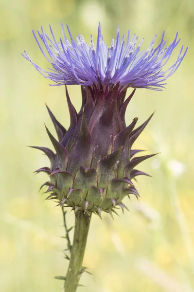 Cynara Humilis Pokorný Divoký Artyčok Bodavý Rostlina Pichlavým Ovocem Fialové — Stock fotografie