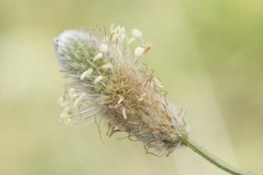 Bitki lagopus Yuvarlak başlı Akdeniz Tavşan Ayağı Bitkisi Tavşan Ayağına benzeyen küçük bir bitki Bulanık yeşil bir arka plan ışığı altında