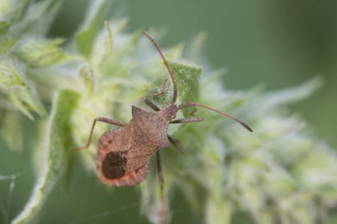 Coreus marginatus. Tahtadan yapılmış gibi görünen mimetik kahverengi renkli iskele böceği. Odaklanmamış yeşil arka plan ışığı üzerine tünemiş bitkiler.
