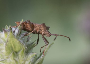 Coreus marginatus. Tahtadan yapılmış gibi görünen mimetik kahverengi renkli iskele böceği. Odaklanmamış yeşil arka plan ışığı üzerine tünemiş bitkiler.
