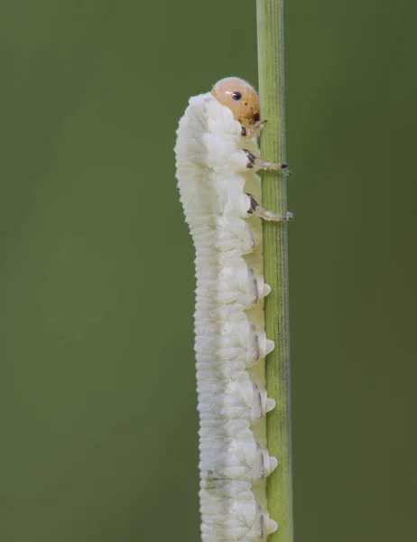 Symphyta Espécie Larva Sawfly Empoleirado Galho Olhando Lagarta Luz Fundo — Fotografia de Stock