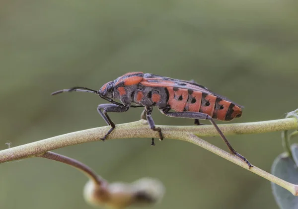 Spilostethus Pandurus Zaadwantsen Insect Van Gemiddelde Grootte Opvallende Kleuren Rood — Stockfoto
