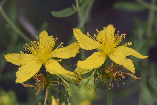 Hypericum Perforatum Perforate Johns Wort Goat Weed Medium Sized Plant — Stock Photo, Image