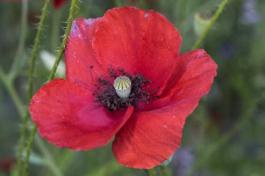 Papaver rhoeas mısır haşhaş çiçeği iyi boyutta ve koyu kırmızı renk yeşil merkezli ve mor siyah stamens üzerine odaklanmamış yeşil arka plan ışığı flaş