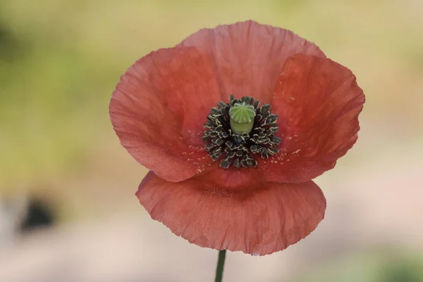 Papaver Rhoeas Kukuřice Mák Květ Dobré Velikosti Tmavě Červené Barvy — Stock fotografie