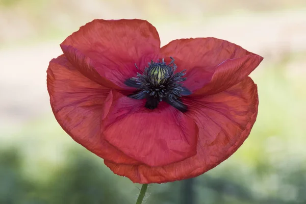 Papaver Rhoeas Kukuřice Mák Květ Dobré Velikosti Tmavě Červené Barvy — Stock fotografie