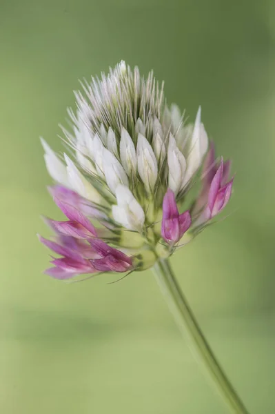 Trifolium Beyaz Çiçekli Beyaz Benekli Beyaz Yapraklı Beyaz Yonca Bitkisinden — Stok fotoğraf