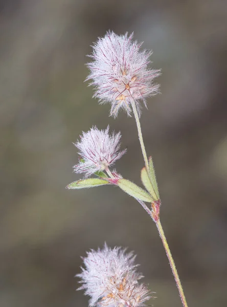 Trifolium cf arvense Hare's-foot Oldfield Rabbits-foot Stone Clover small plant whose fruits resemble a rabbit's foot on an unfocused greenish background light by flash