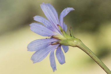 Odaklanmamış yeşil arka plan ışığı üzerinde yoğun mavi ya da mor çiçekli yaygın hindiba çalısı bitkisi