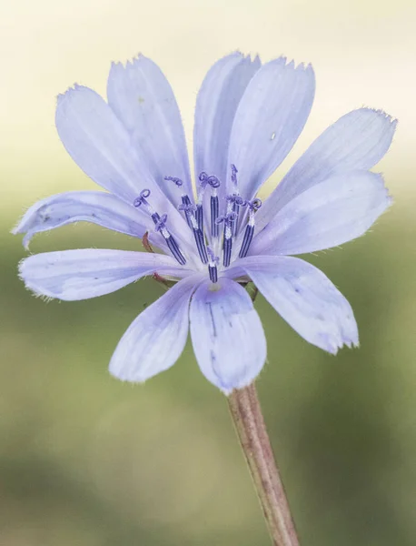 带有深蓝色或紫色花朵的菊花灌木植物 闪烁着不聚焦的绿色背景光 — 图库照片
