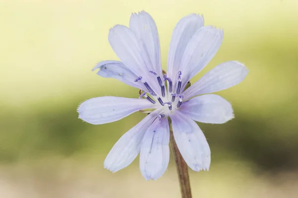 Cichorium Intibus Common Chicory Shrub Plant Intense Blue Purple Flowers — Stock Photo, Image