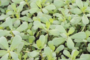 Portekiz oleracea purslane perseley küçük yabani portulaca domuz otu yeşil yapraklı ve kızılımsı saplı yenilebilir sürüngen bitki doğal gün ışığı