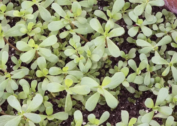 Portulaca Oleracea Purslane Perseley Little Hogweed Wild Portulaca Varkenswier Eetbare — Stockfoto