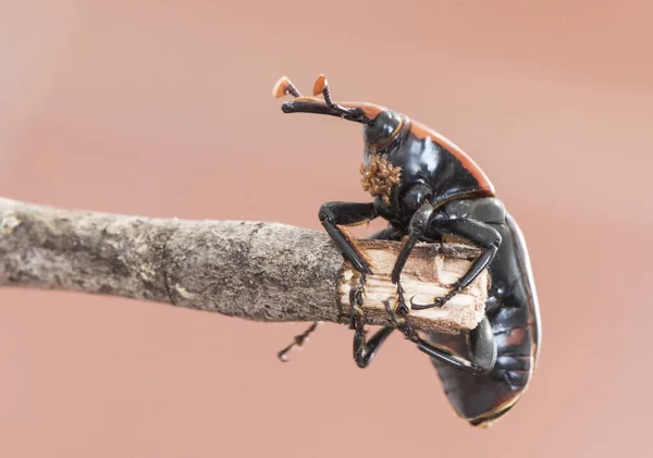 Rhynchophorus Ferrugineus Asiatico Sago Palma Weevil Scarabeo Grandi Dimensioni Colore — Foto Stock