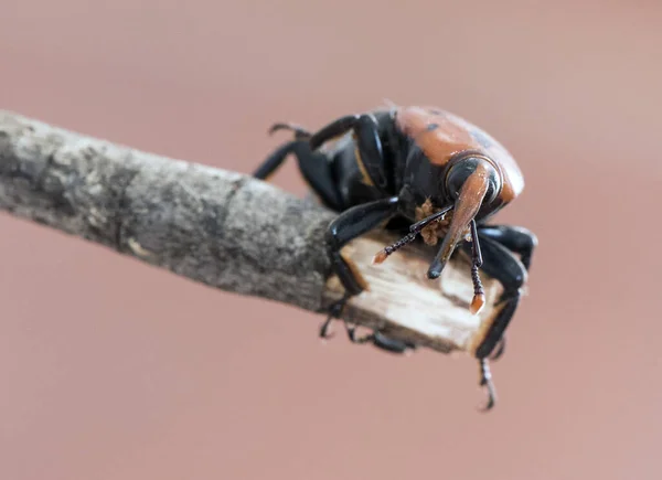 Rhynchophorus Ferrugineus Asijské Ságo Palma Weevil Brouk Velké Velikosti Červené — Stock fotografie