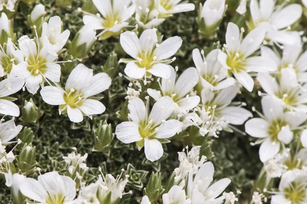 Arenaria Tetraquetra Испанское Растение Форме Песчаника Маленькими Красивыми Белыми Цветами — стоковое фото
