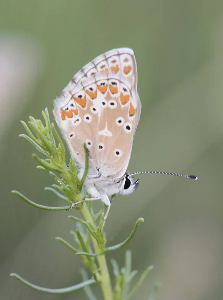 Aricia Montensis Mały Motyl Rodziny Lycaenidae Usiadł Świcie Różnych Roślinach — Zdjęcie stockowe