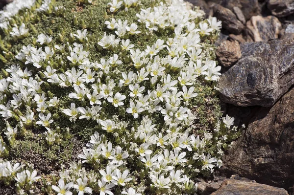 Arenaria Tetraquetra Ισπανικό Φυτό Σχήμα Ψαμμίτη Μικρά Όμορφα Λευκά Λουλούδια — Φωτογραφία Αρχείου
