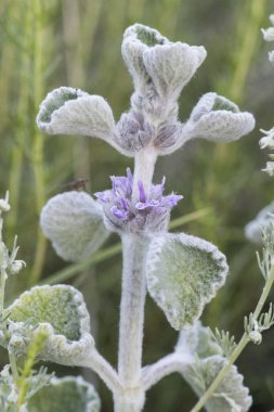 Marrubium supinum deniz tarağı kabuğu. Kıllı yaprakları ve parlak parlak mor ve beyaz çiçekleri olan orta boy bir bitki.