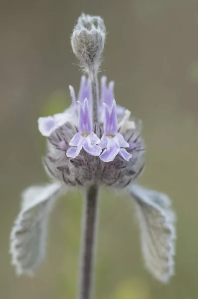 Marrubium Supinum Deniz Tarağı Kabuğu Kıllı Yaprakları Parlak Parlak Mor — Stok fotoğraf