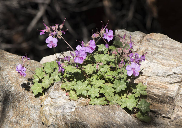 Geranium macrorrhizum bigroot Bulgarian geranium or rock crane's-bill small plant with delicate pink flowers and long stamens on out of focus background light by flash