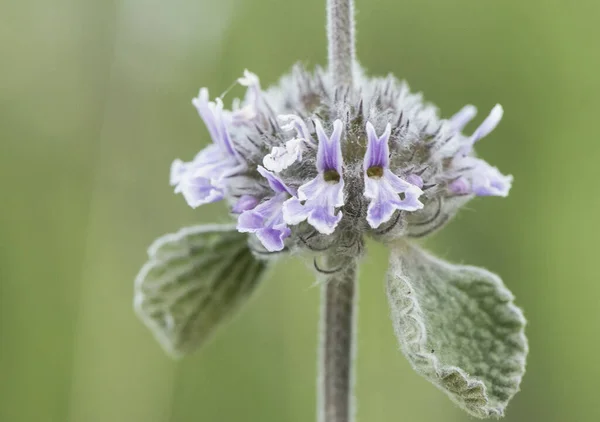 Jalá Supinum Concha Vieira Planta Tamaño Mediano Con Hojas Peludas — Foto de Stock