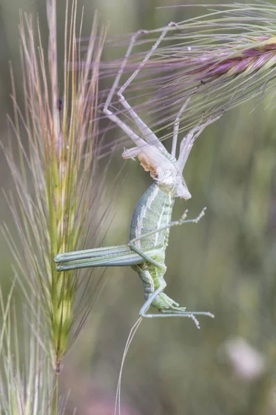 Odontura Aspericauda Saltamontes Grillo Exfoliante Color Verde Mimético Con Líneas —  Fotos de Stock