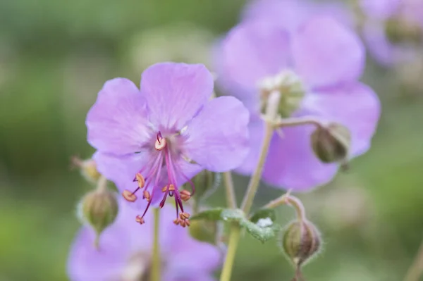 Geranio Macrorrhizum Bigroot Bulgaro Geranio Pietra Gru Fattura Piccola Pianta — Foto Stock