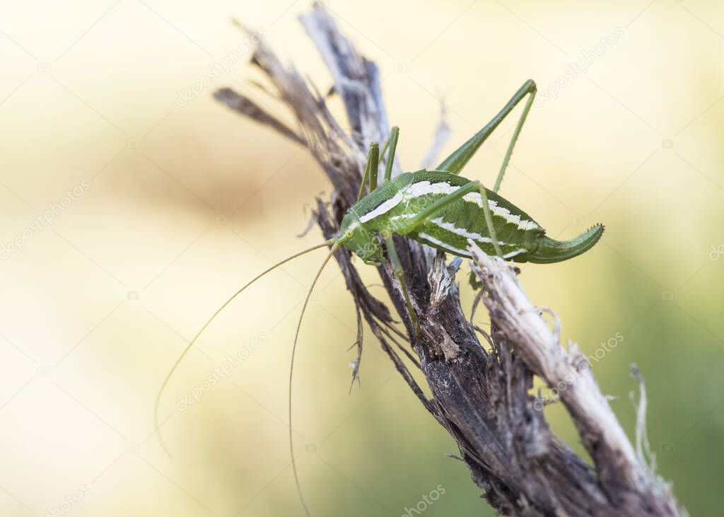 Odontura aspericauda grasshopper or scrub cricket of mimetic green color with white lines just in the molt of its keratin cuticle on a spike light by flash