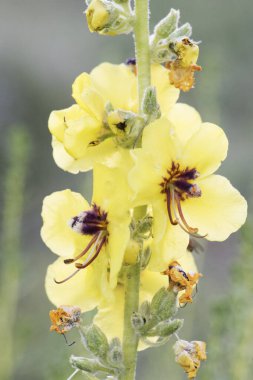 Verbascum nevadense mullein orta boy bitki, geniş açık sarı çiçekler, mor tüylü erkek organlar, sönmüş yeşil arka plan ışığı, yanıp sönüyor.