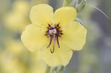 Verbascum nevadense mullein orta boy bitki, geniş açık sarı çiçekler, mor tüylü erkek organlar, sönmüş yeşil arka plan ışığı, yanıp sönüyor.