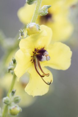 Verbascum nevadense mullein orta boy bitki, geniş açık sarı çiçekler, mor tüylü erkek organlar, sönmüş yeşil arka plan ışığı, yanıp sönüyor.