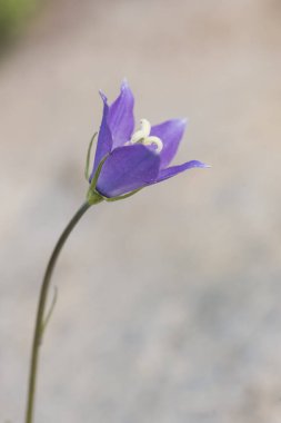 Campanula rotundifolia, İskoç kuşları ya da İskoçya mavisi güzel mavi çiçekli, gri renkli arka planda bulanık ışık var.