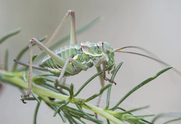 Steropleurus Druh Sedlo Bush Kriketová Nymfa Tohoto Zvláštního Hmyzu Mimetického — Stock fotografie