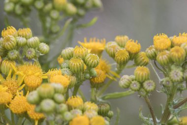 Orta büyüklükteki tıbbi özelliklere sahip Senecio bitkisi ve dikey yeşil saplar üzerinde yoğun sarı çiçekler ve odaklanmamış yeşil flaşlı ışıklandırma