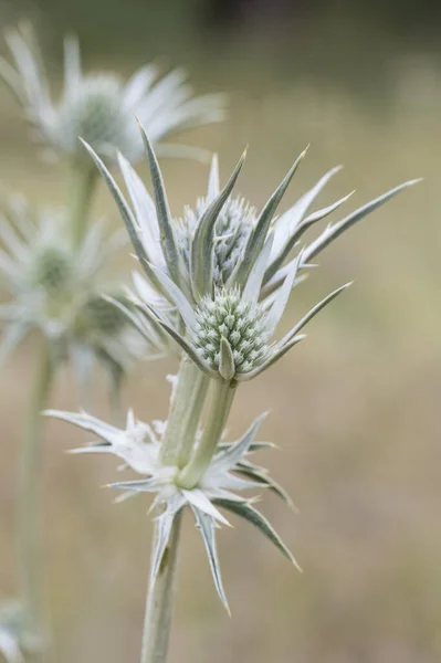 Eryngium Bourgatii Mittelmeer Stechpalme Bläulich Grüne Bergdistel Mit Großen Stachelförmigen — Stockfoto