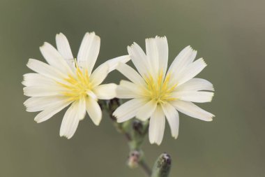 Lactuca serriola Süpürge yabani marul Scarole sarı çiçek Bu yenilebilir ve vahşi bitki üzerinde sönmüş yeşil flaşlı ışık